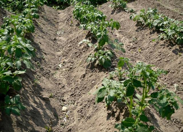 Planting potatoes in a ridge way