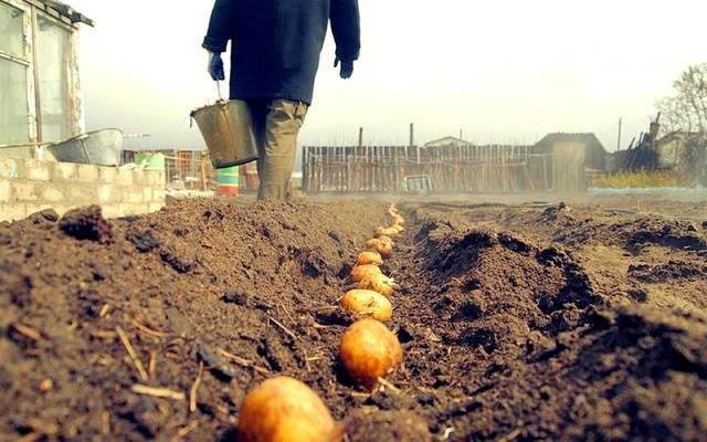 Planting potatoes in a ridge way