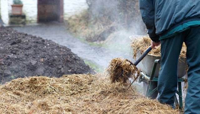 Planting potatoes in a ridge way