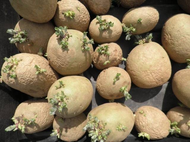 Planting potatoes in a ridge way