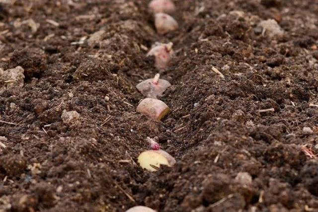 Planting potatoes in a ridge way