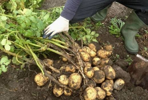 Planting potatoes in a ridge way