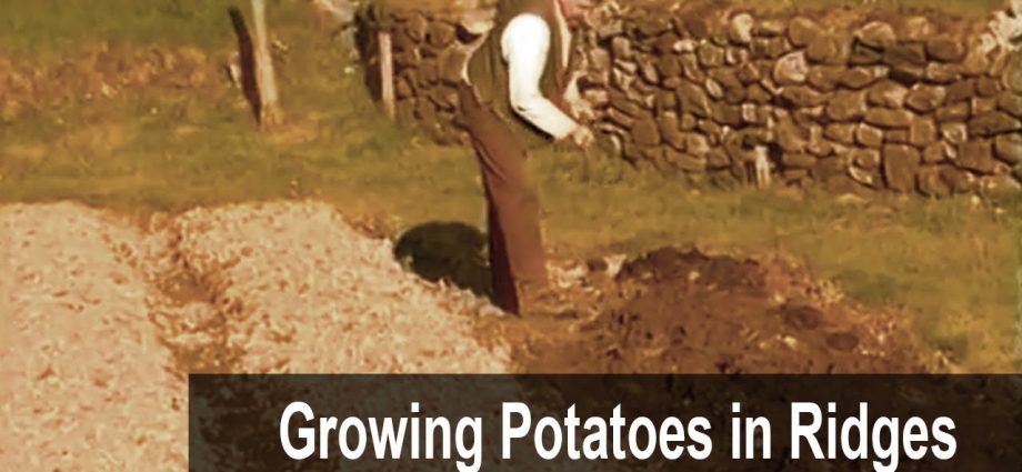 Planting potatoes in a ridge way