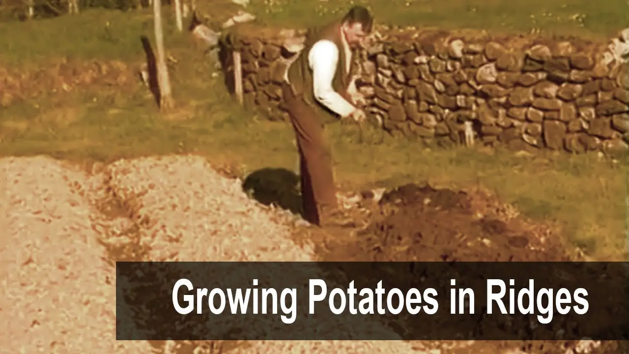 Planting potatoes in a ridge way