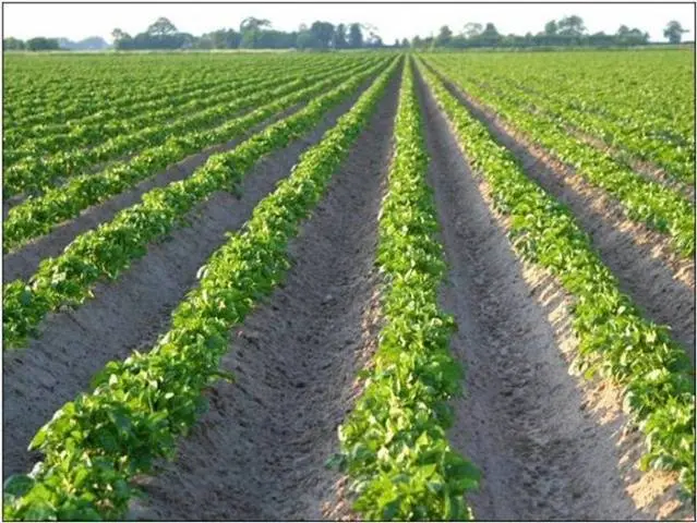 Planting potatoes in the Dutch way: scheme