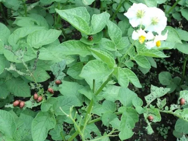 Planting potatoes in the Dutch way: scheme