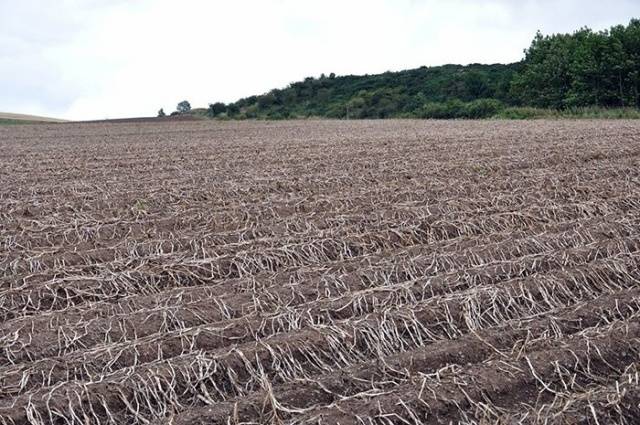 Planting potatoes in the Dutch way: scheme