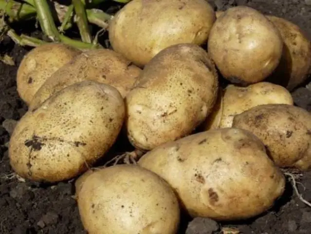 Planting potatoes in the Dutch way: scheme