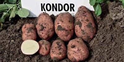 Planting potatoes in the Dutch way: scheme