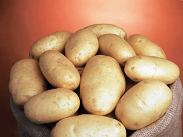 Planting potatoes in the Dutch way: scheme