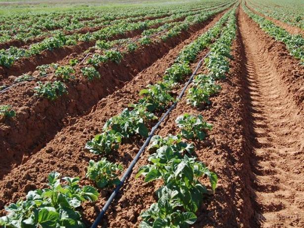 Planting potatoes in the Dutch way: scheme