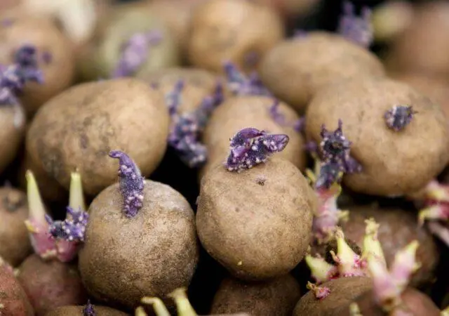 Planting potatoes in the Leningrad region: dates, according to the lunar calendar 2022, in May, June