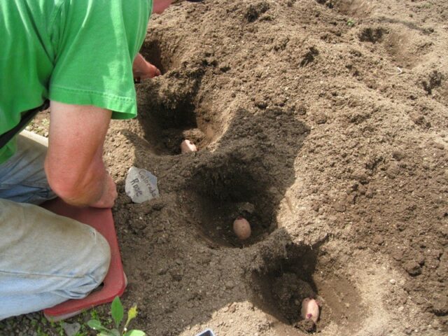 Planting potatoes in the Leningrad region: dates, according to the lunar calendar 2022, in May, June