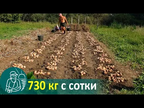 Planting potatoes in the Leningrad region: dates, according to the lunar calendar 2022, in May, June