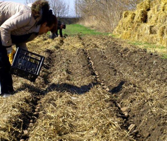 Planting potatoes in the Urals in 2022: dates, according to the lunar calendar