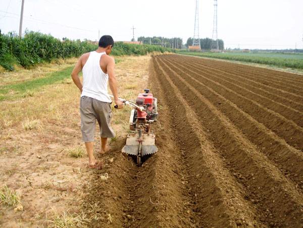 Planting potatoes under a walk-behind tractor 