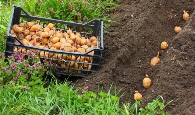 Planting potatoes under a walk-behind tractor 