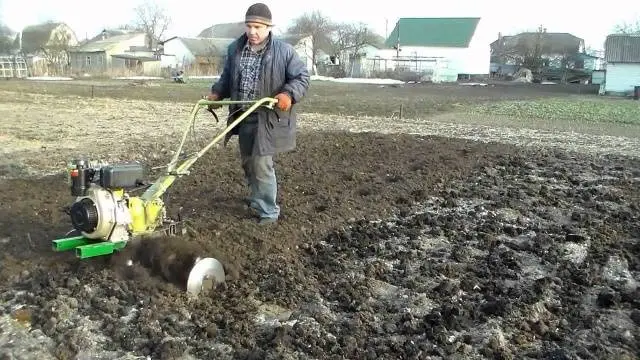 Planting potatoes under a walk-behind tractor 