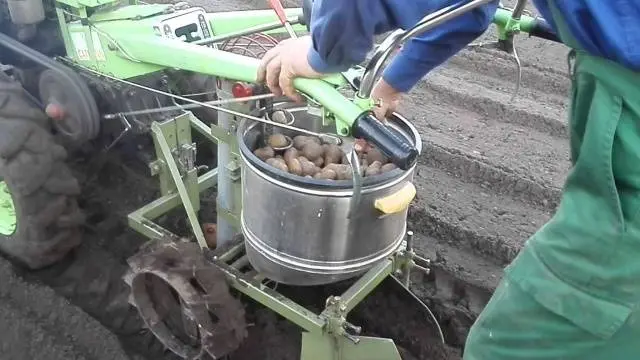 Planting potatoes under a walk-behind tractor 