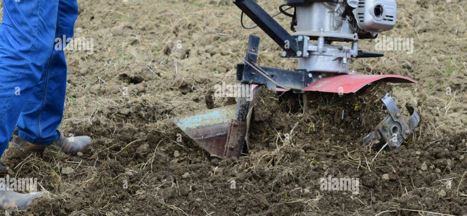 Planting potatoes under a walk-behind tractor 