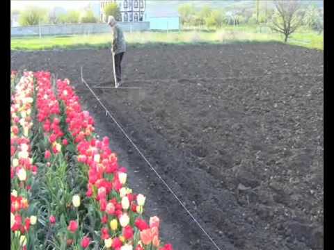 Planting potatoes with a walk-behind tractor with a hiller: instructions