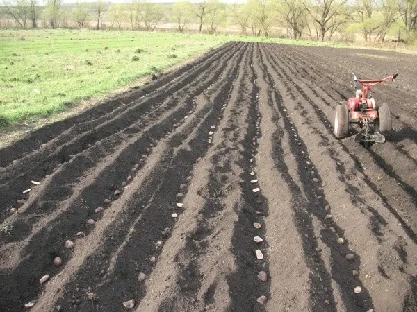 Planting potatoes with a walk-behind tractor with a hiller: instructions