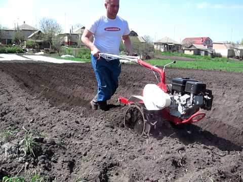 Planting potatoes with a walk-behind tractor with a hiller: instructions