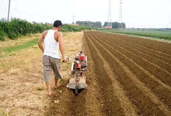 Planting potatoes with a walk-behind tractor with a hiller: instructions