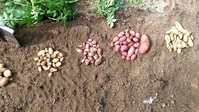 Planting potatoes with seeds