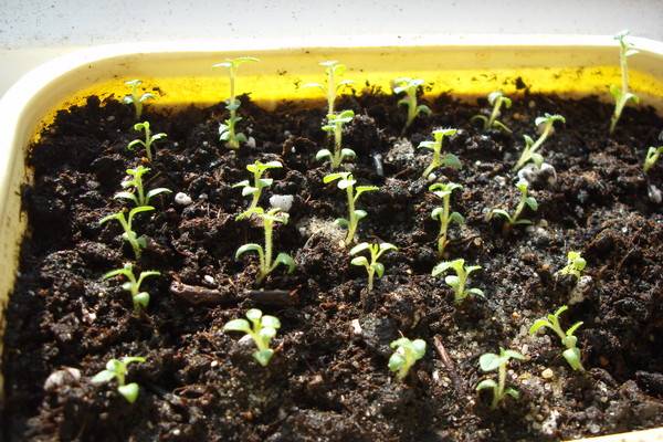 Planting potatoes with seeds