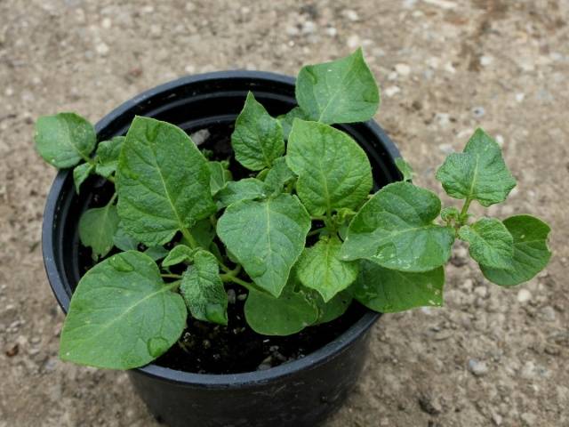 Planting potatoes with seeds