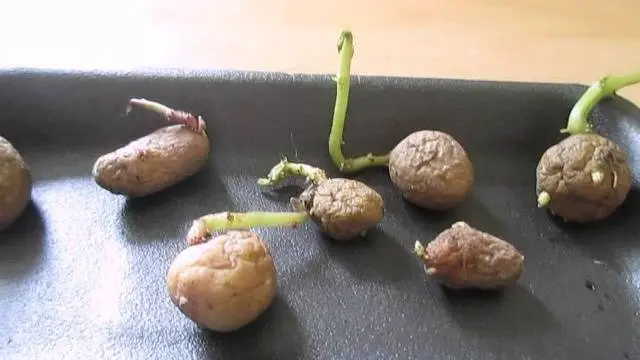 Planting potatoes with seeds