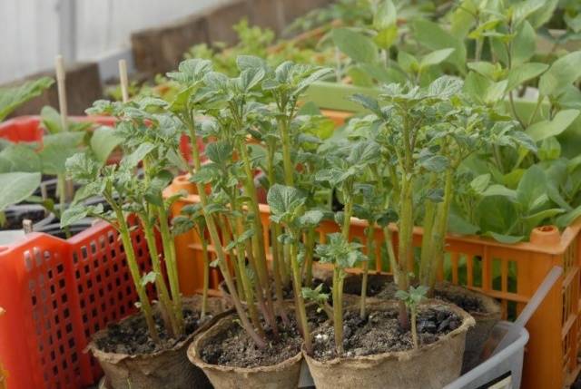 Planting potatoes with seeds