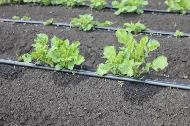 Planting potatoes with seeds