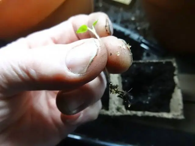 Planting potatoes with seeds