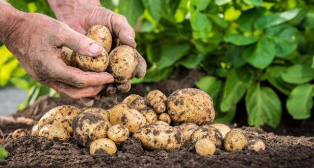 Planting potatoes with seeds