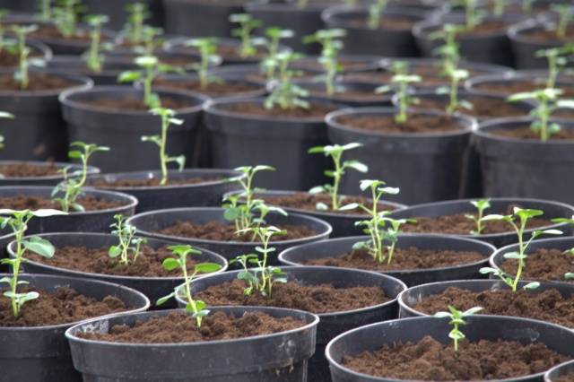 Planting potatoes with seeds