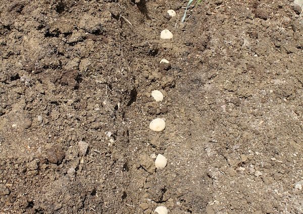 Planting potatoes with seeds