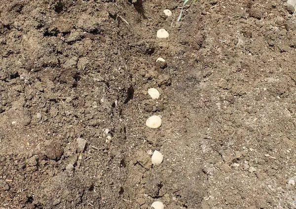 Planting potatoes with seeds