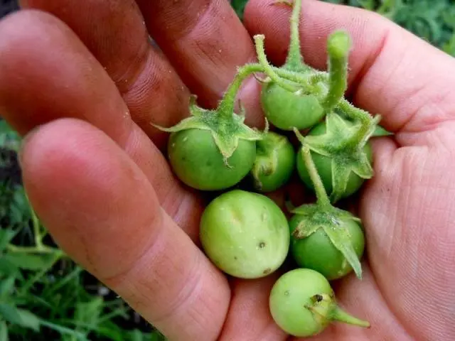 Planting potatoes with seeds