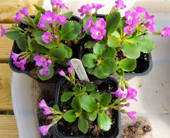 Planting primrose seeds at home, growing seedlings