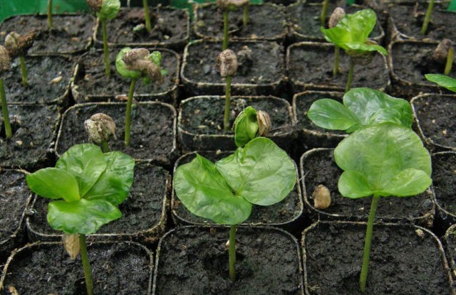 Planting primrose seeds at home, growing seedlings