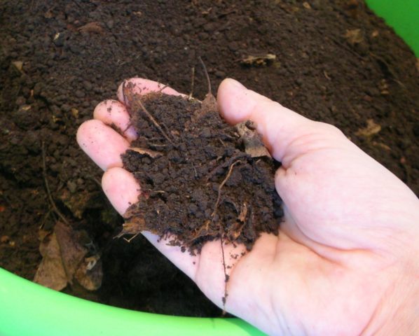 Planting primrose seeds at home, growing seedlings