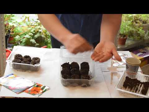 Planting primrose seeds at home, growing seedlings