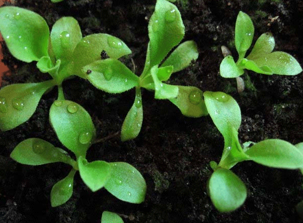 Planting primrose seeds at home, growing seedlings