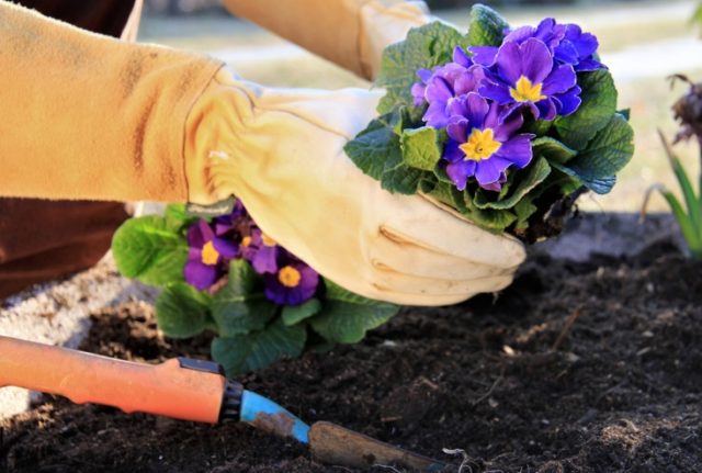 Planting primrose seeds at home, growing seedlings