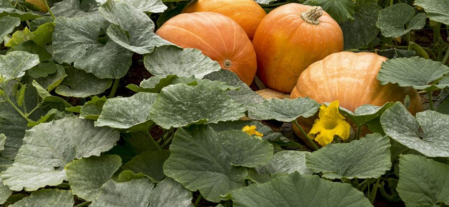 Planting pumpkin seedlings: useful tips and rules from gardeners