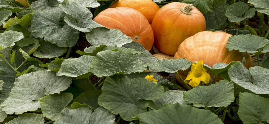 Planting pumpkin seedlings: useful tips and rules from gardeners