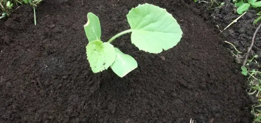 Planting pumpkin seeds in open ground: technique