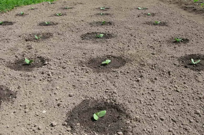 Planting pumpkin seeds in open ground: technique